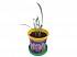 Набор для выращивания растений - Ромашка африканская  - миниатюра №1
